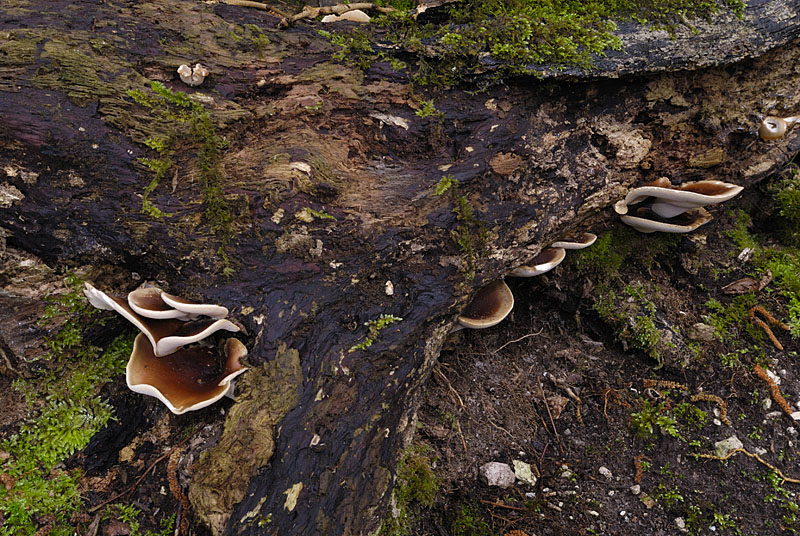 Polyporus badius